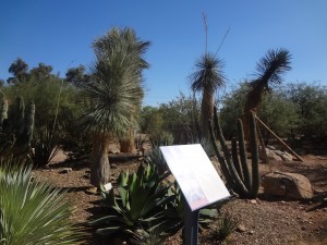 desert botanical garden