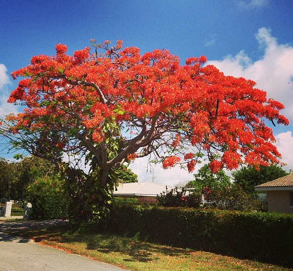 Royal Poincianas