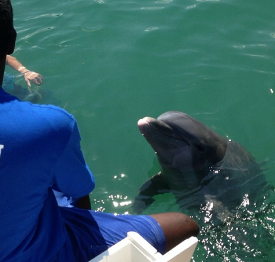 swimming with the dolphins